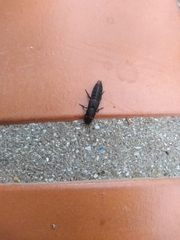 Platydracus scabrosus