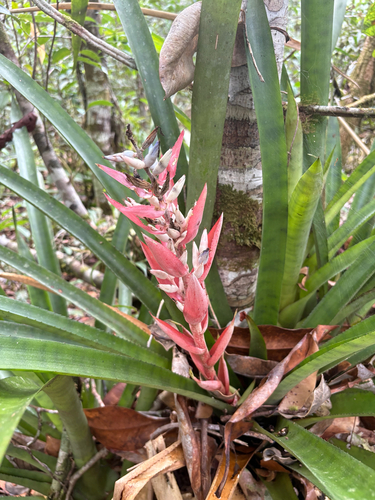Aechmea vallerandii, photograph 5