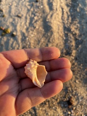 Neorapana tuberculata