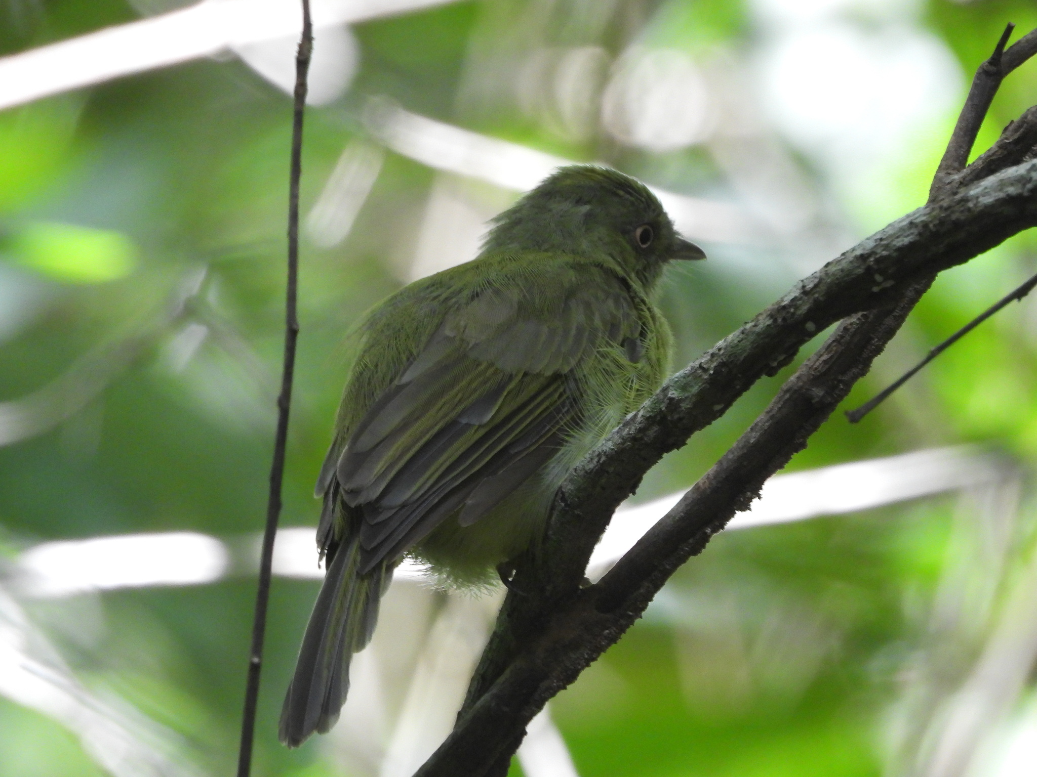 Sulphur-bellied Tyrant-Manakin (Neopelma sulphureiventer), photo 2