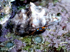 Calcinus laevimanus