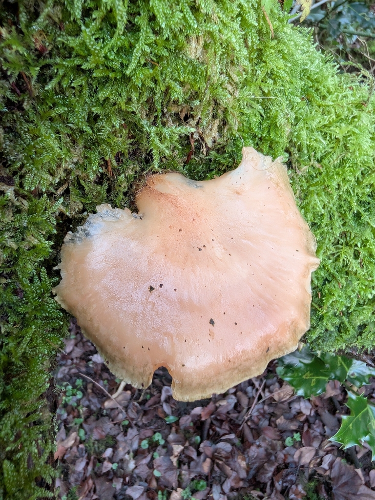 Sarcomyxa serotina · January 2026 · photo: © drtimk (iNaturalist, cc0)