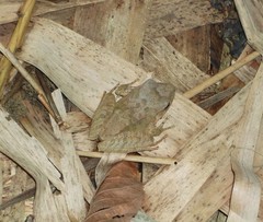 Eleutherodactylus inoptatus