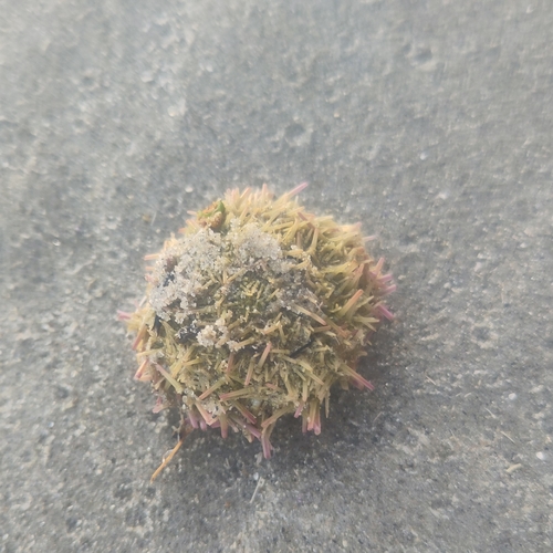 Green Sea Urchin, 9166 NK Schiermonnikoog, Nederland, photo 10 of 10