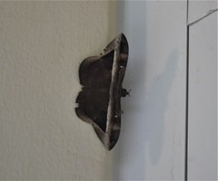 Hemeroblemma opigena