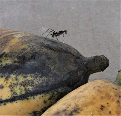 Hoplocheiloma maculosum