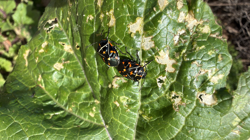 iNaturalist observation photo of Harlequin Bug