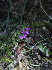 Scutellaria havanensis, photograph (c) Emmett Serrano, some rights reserved (CC BY)