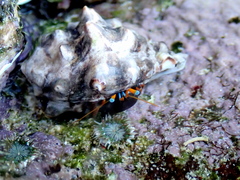 Calcinus laevimanus