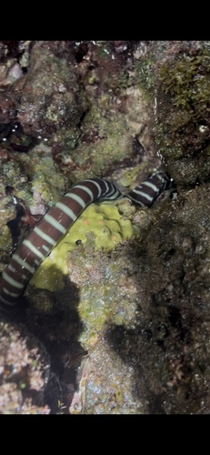 Reticulated moray (Gymnomuraena zebra) — Muraenidae