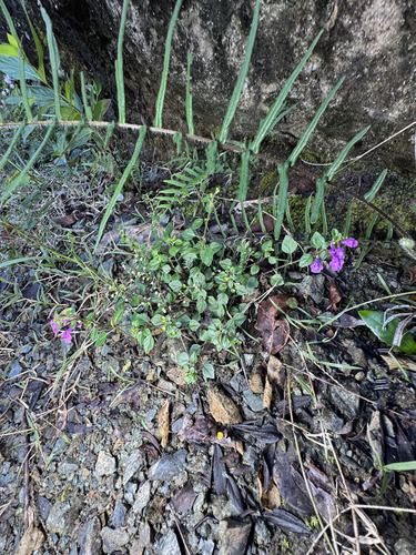Scutellaria havanensis, photograph 2