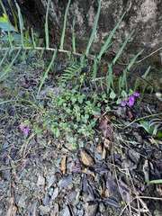 Scutellaria havanensis, photograph (c) Emmett Serrano, some rights reserved (CC BY)