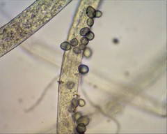 Rhizopus stolonifer
