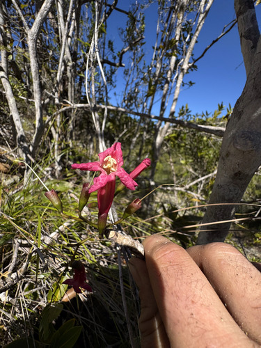 Tabebuia haemantha