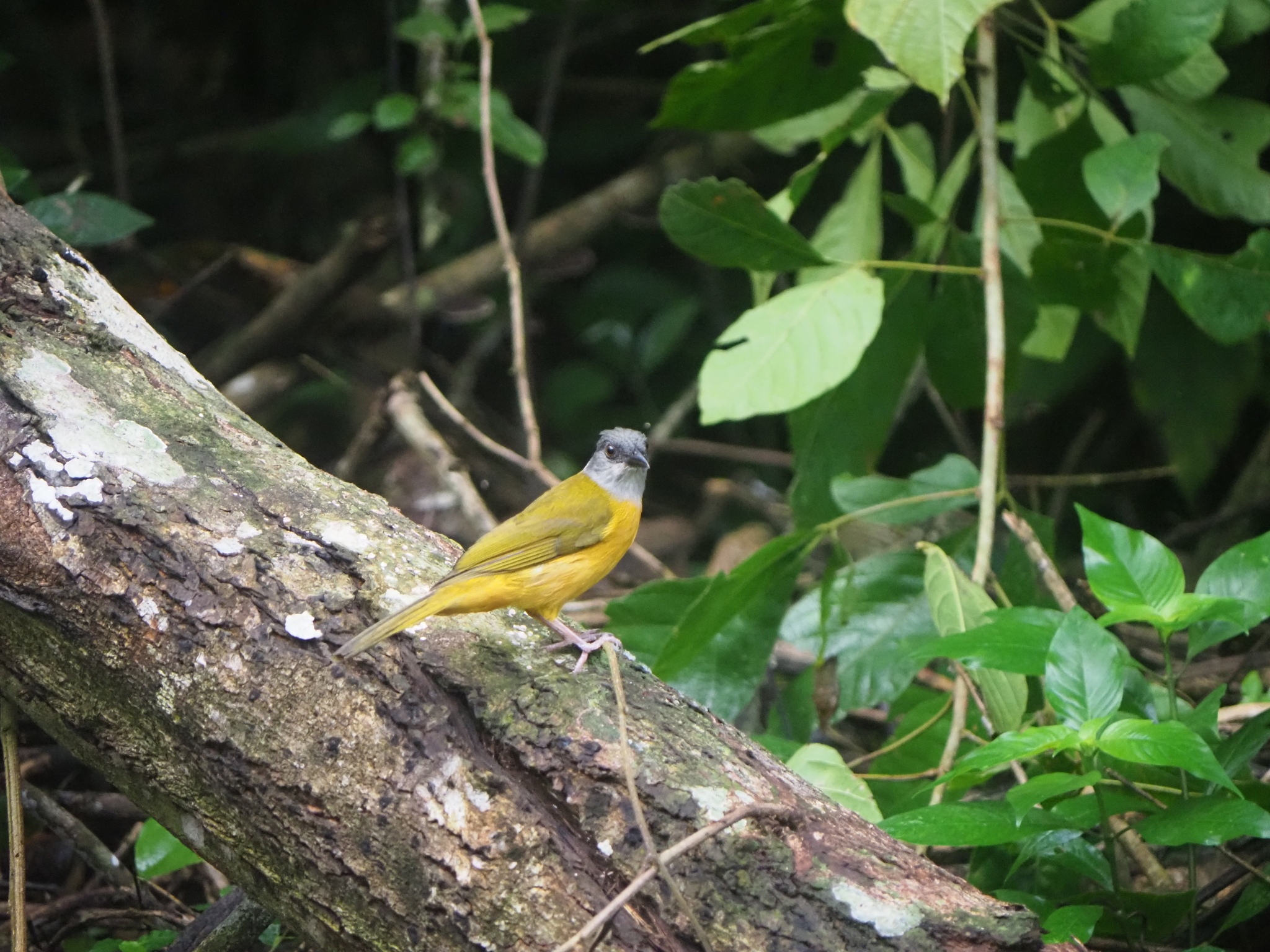 Grey-headed Tanager (Eucometis penicillata), photo 3