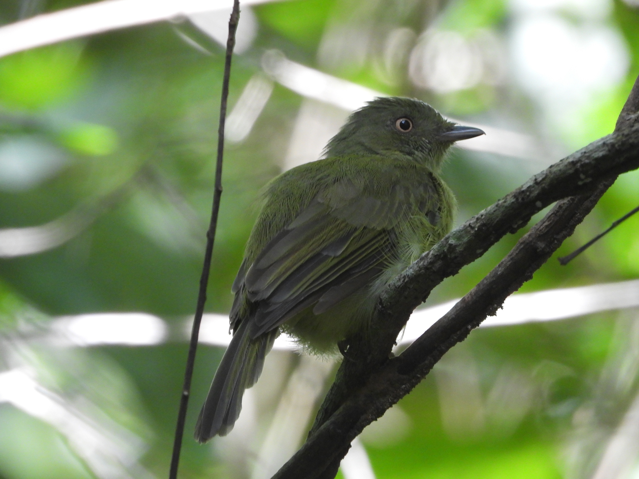 Sulphur-bellied Tyrant-Manakin (Neopelma sulphureiventer), photo 3