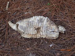 Dasypus novemcinctus image