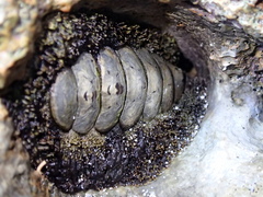 Chitonidae
