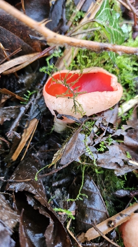 Scarlet Elf Cup