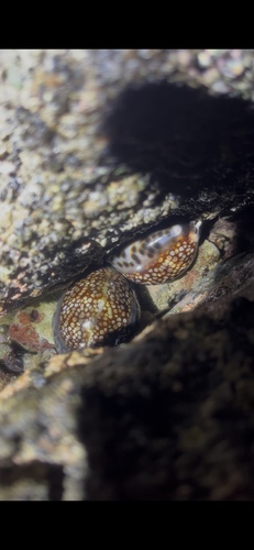 Cypraea maculifera observed 2026-01-17