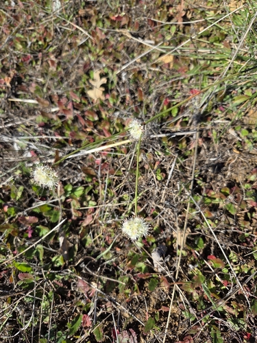 iNaturalist observation photo of Naked Buckwheat