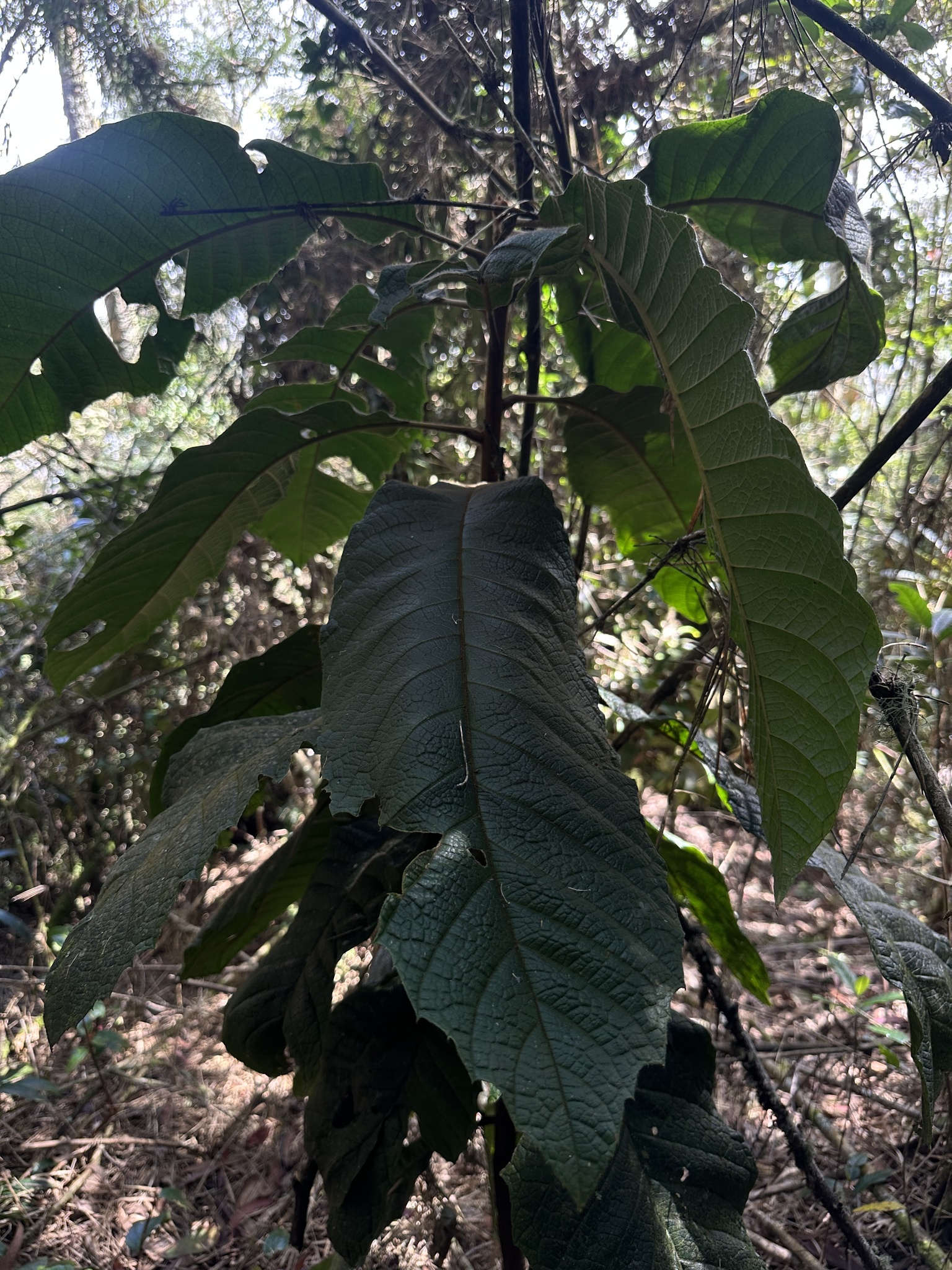 Meliosma bogotana
