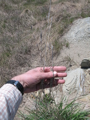Thinopyrum obtusiflorum
