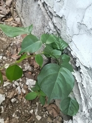 Pterocarpus