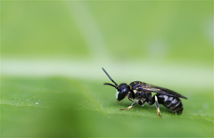 Hylaeus