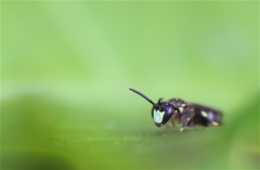 Hylaeus