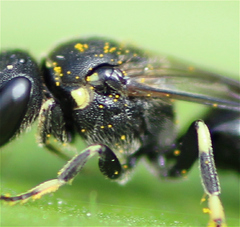 Hylaeus