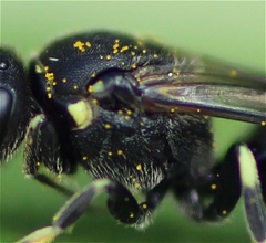 Hylaeus