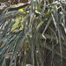 Hechtia caerulea - Photo (c) Dale Lee Denham-Logsdon,  זכויות יוצרים חלקיות (CC BY-NC), הועלה על ידי Dale Lee Denham-Logsdon