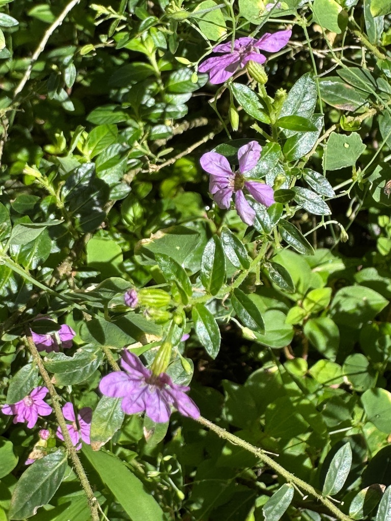 Cẩm Tú Mai – Cuphea hyssopifolia