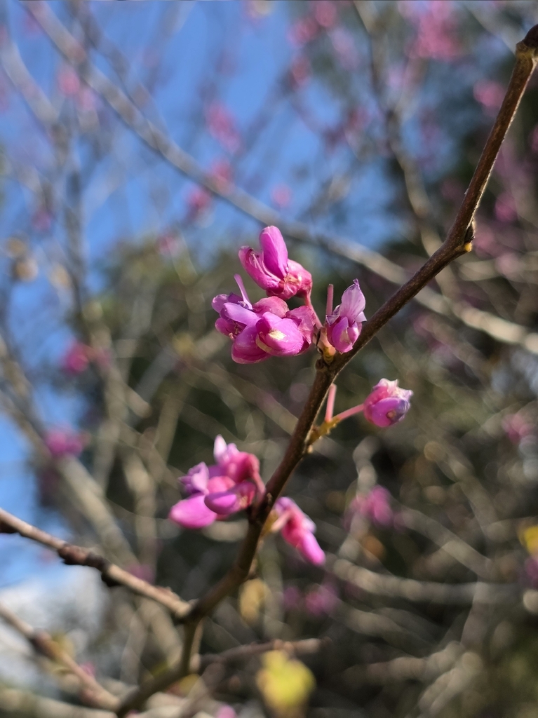 Cercis siliquastrum