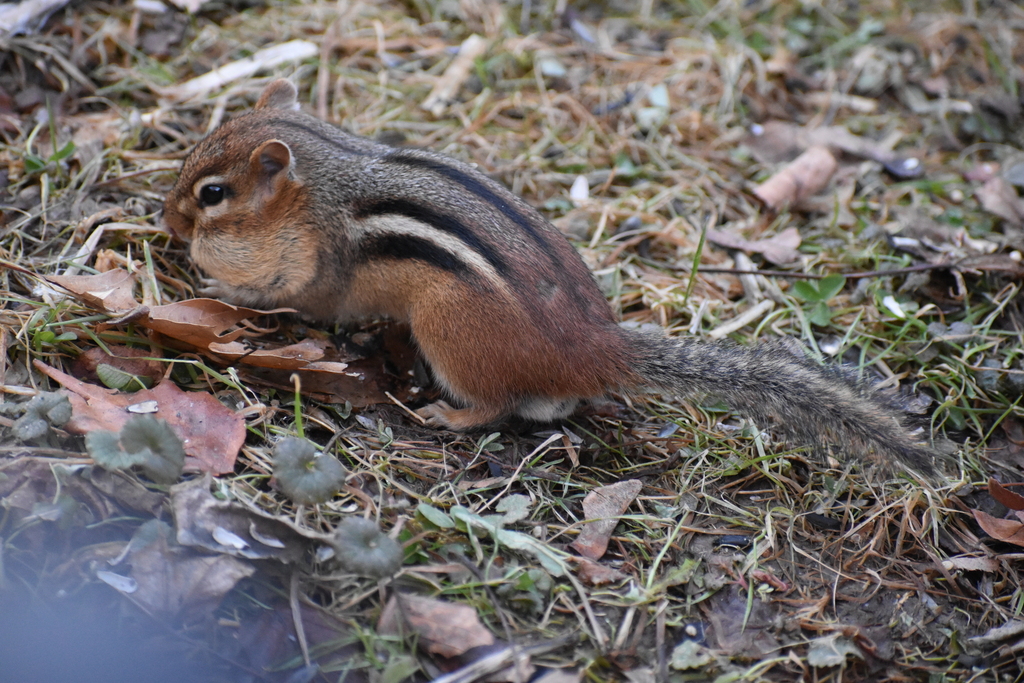 Eastern Chipmunk in January 2026 by garden_chaos. This is Walnut. (ID ...