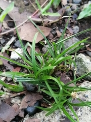 Cyperus mindorensis