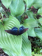 Limenitis arthemis astyanax