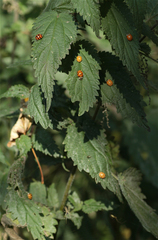 Harmonia axyridis