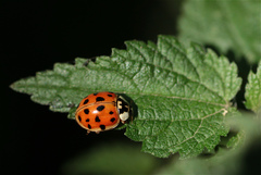 Harmonia axyridis