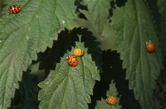 Harmonia axyridis