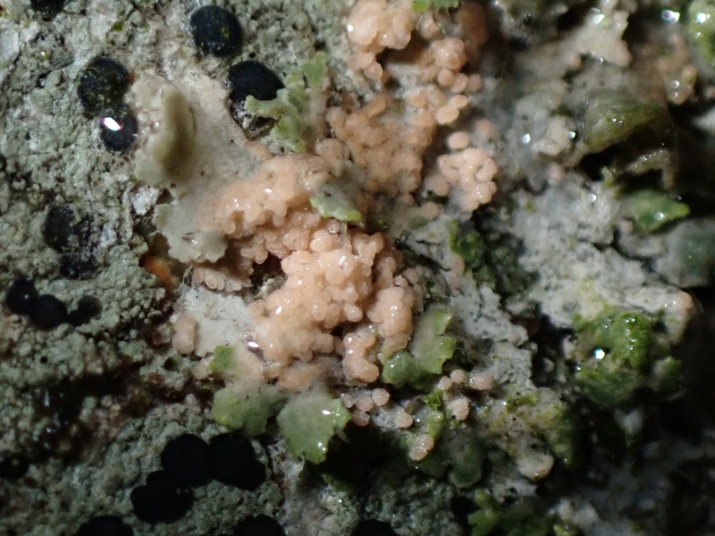 Erythricium aurantiacum · January 2026 · photo: © apricaria (iNaturalist, cc-by)