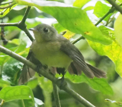 Black-tailed Myiobius (Myiobius atricaudus)