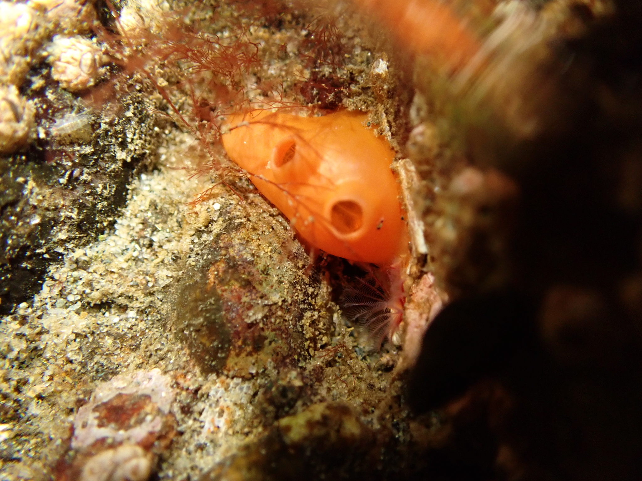 Cnemidocarpa finmarkiensis (Kiaer, 1893)