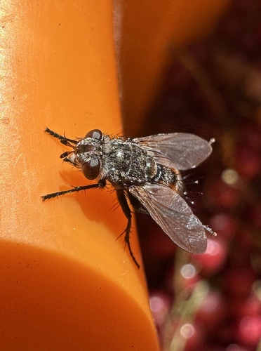 Peleteria filipalpis