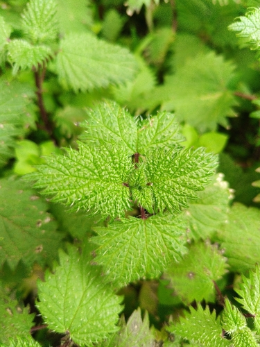 Roman Nettle