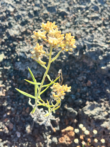 Pseudognaphalium attenuatum, 2026-01-16