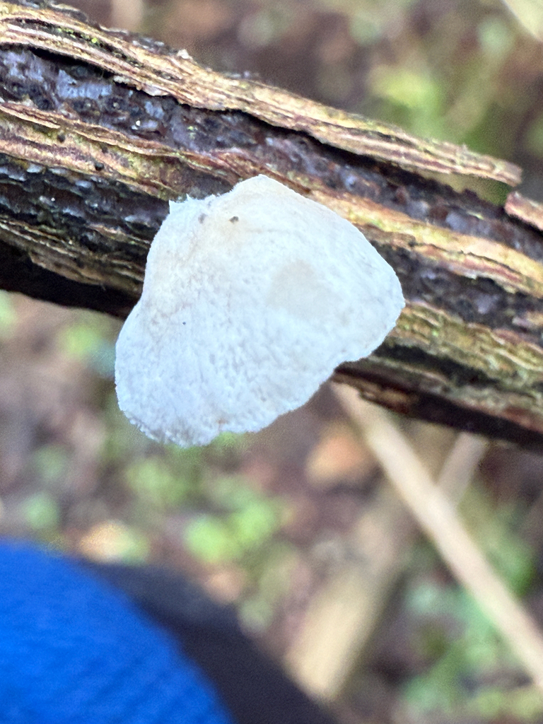 Crepidotus · January 2026 · photo: © simoncolenutt (iNaturalist, cc-by)