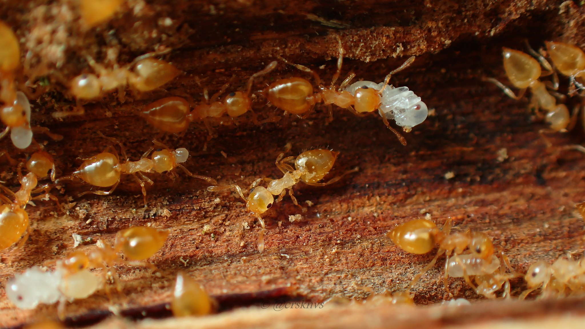 Crematogaster luzonensis