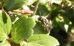 Andrena caliginosa